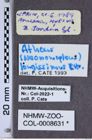 Etiketten zu Athous longissimus (NHMW-ZOO-COL-0008631)